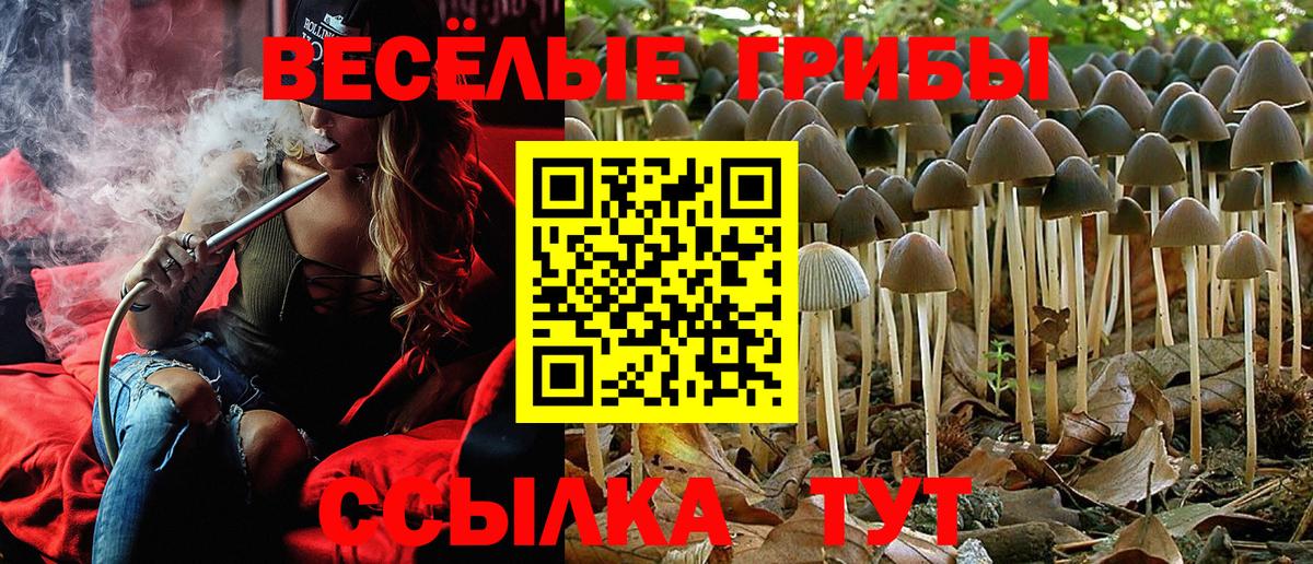 где купить   Галлюциногенные грибы мицелий  Вход с VPN  Балашов 